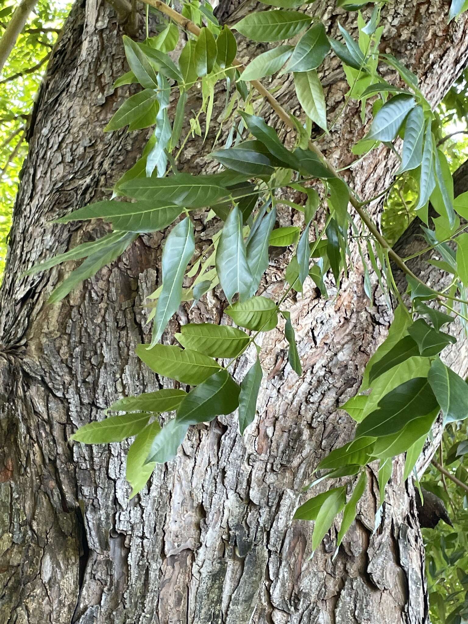 Image of Swietenia aubrevilleana Stehle & Cusin