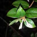 Plancia ëd Gaertnera madagascariensis (Hook. fil.) Malcomber & A. P. Davis