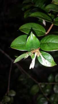 Image of Gaertnera madagascariensis (Hook. fil.) Malcomber & A. P. Davis