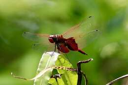 Imagem de Tramea eurybia Selys 1878