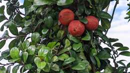Слика од Ficus aurantiaca var. parvifolia