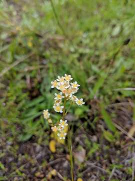 Image of Cliff Pseudosaxifrage