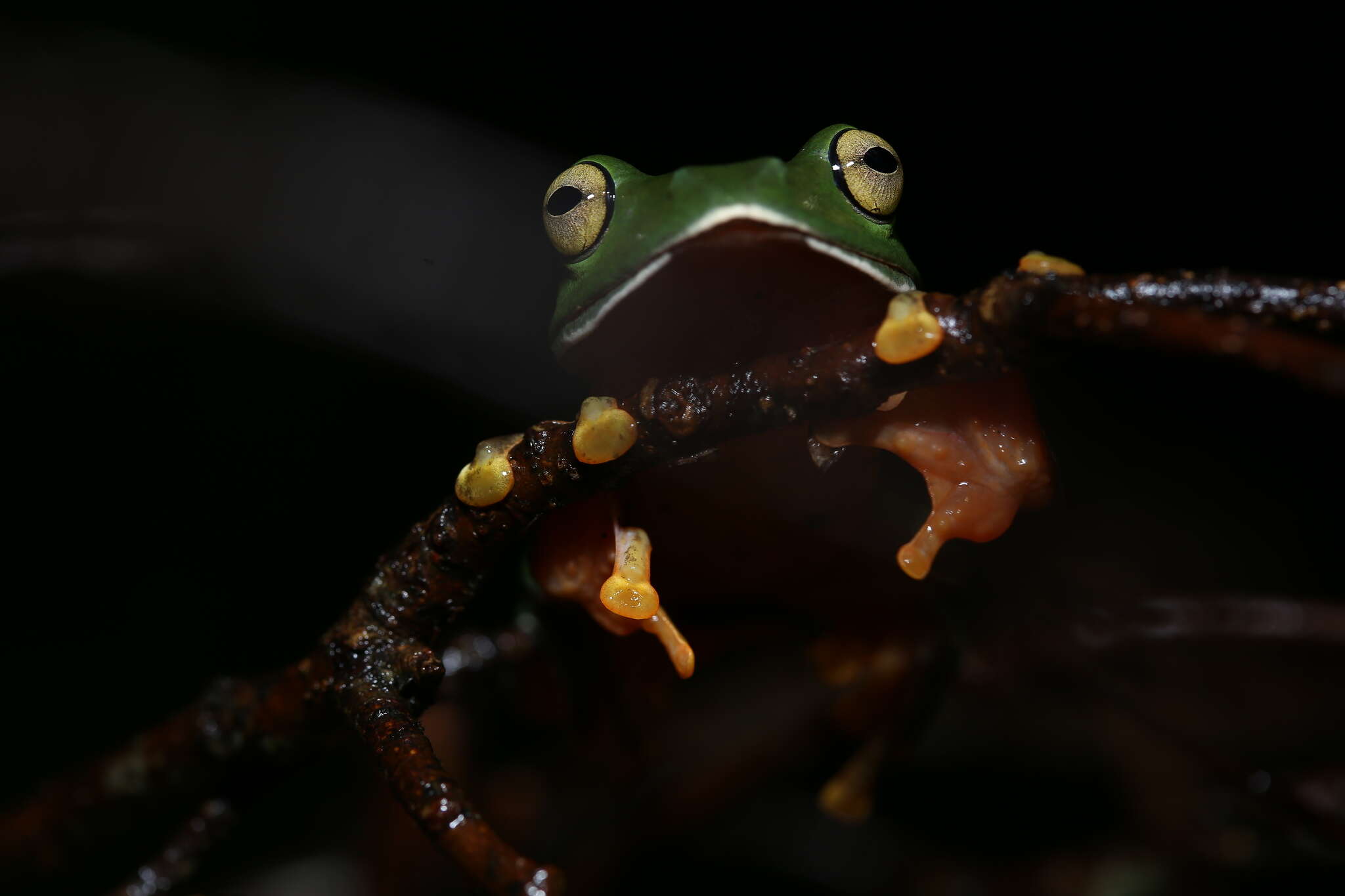 Image of Zhangixalus aurantiventris (Lue, Lai & Chen 1994)