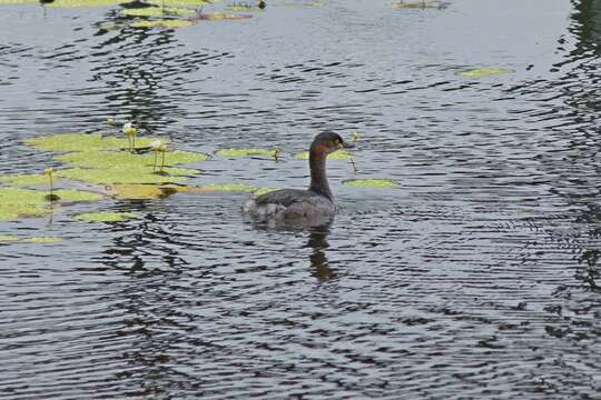 Image of Australasian Grebe