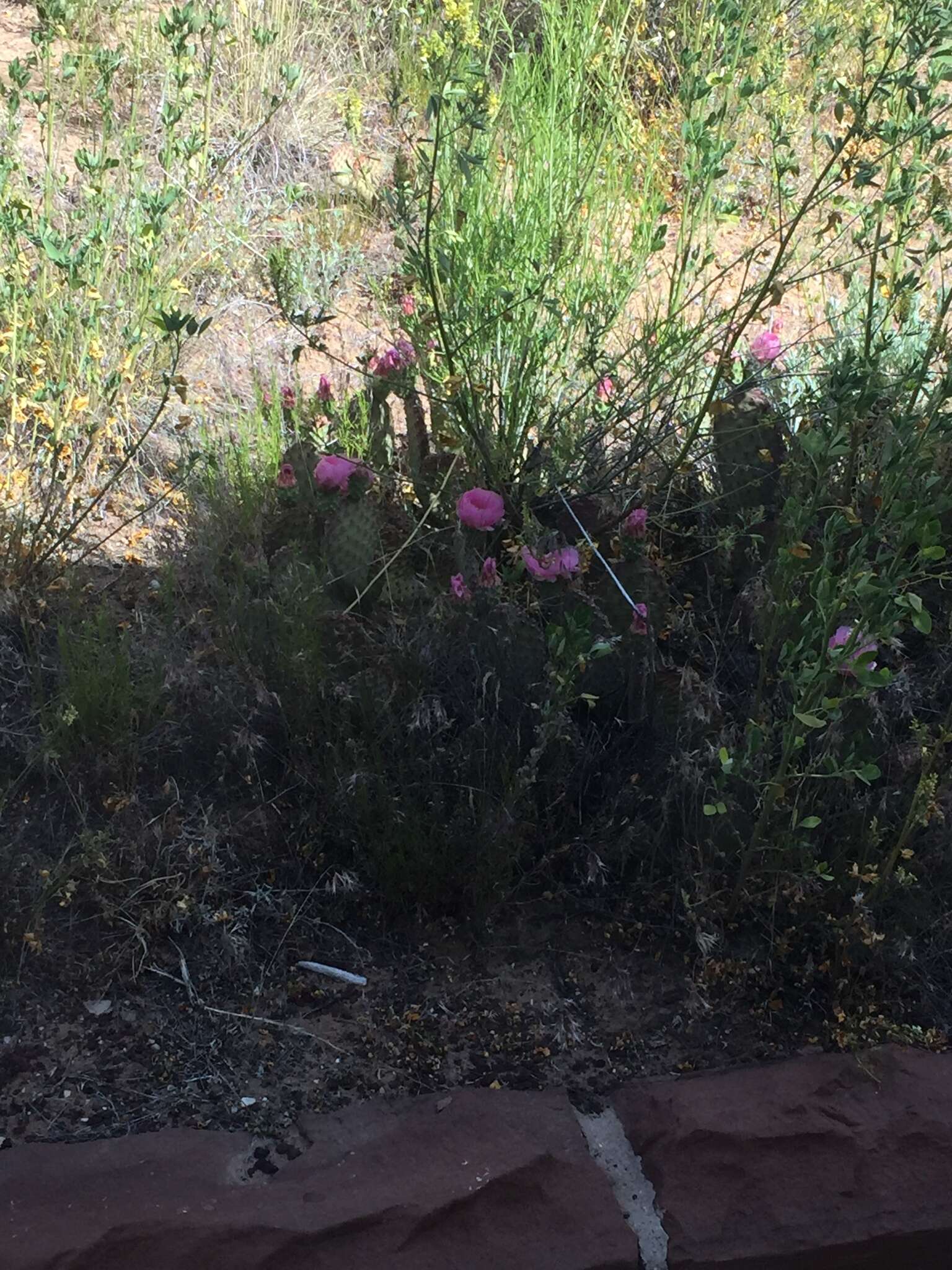 Image of Golden Prickly-pear