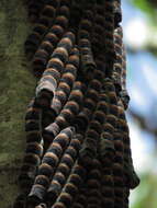 Image of Giant Silk Moth