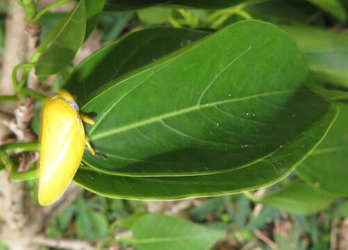 Ficus polita Vahl的圖片