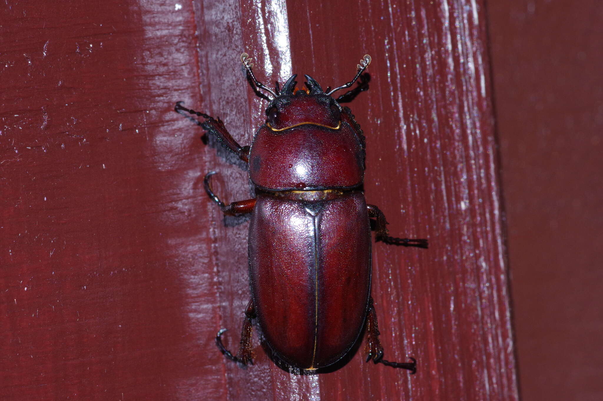 Imagem de Prosopocoilus (Psalidoremus) dissimilis Boileau 1898