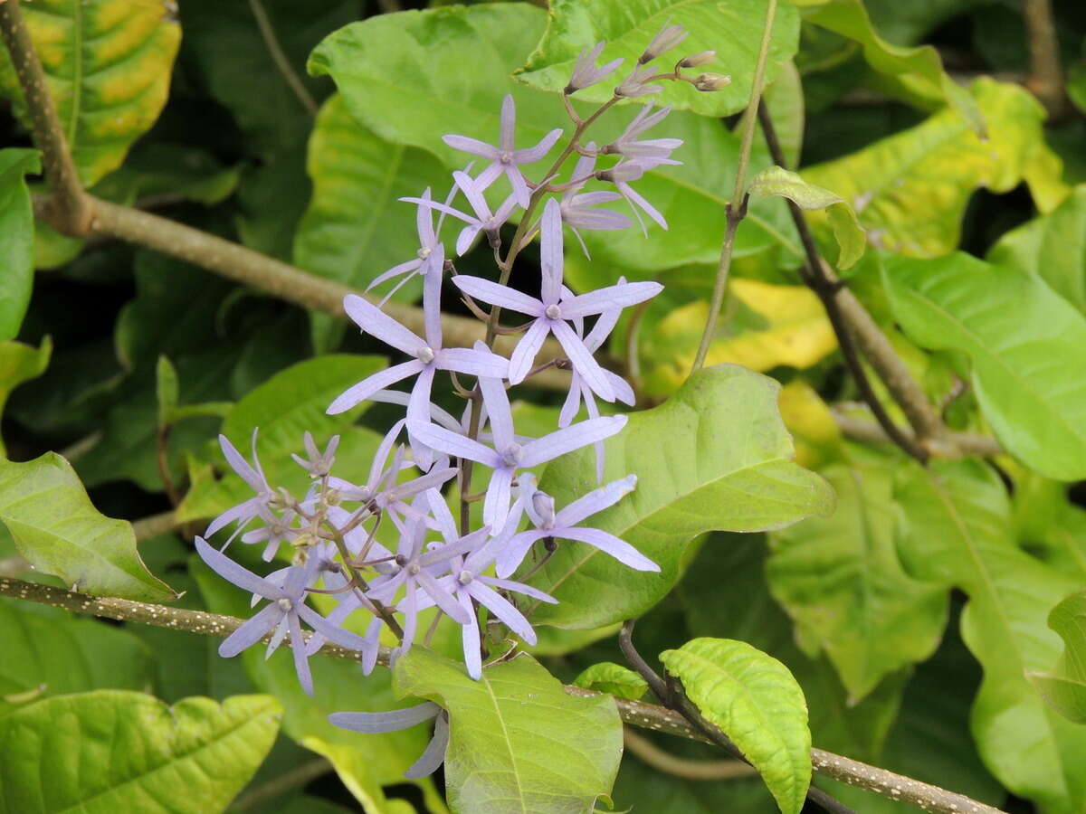 Image of petrea