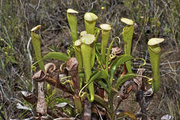 Image of Nepenthes tenax C. Clarke & R. Kruger