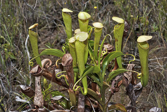 Image de Nepenthes tenax C. Clarke & R. Kruger