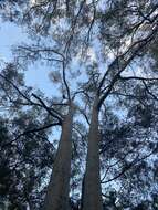 Image of scribbly gum