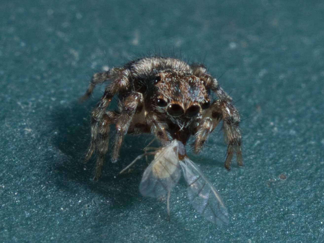 Image of Naphrys acerba (Peckham & Peckham 1909)