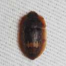 Image of Lobiopa insularis (Laporte 1840)