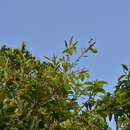 Sivun Ficus prolixa Forst. fil. kuva