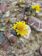 Sivun Chaenactis glabriuscula var. heterocarpha (Torr. & A. Gray) H. M. Hall kuva