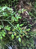 Imagem de Vaccinium japonicum Miq.