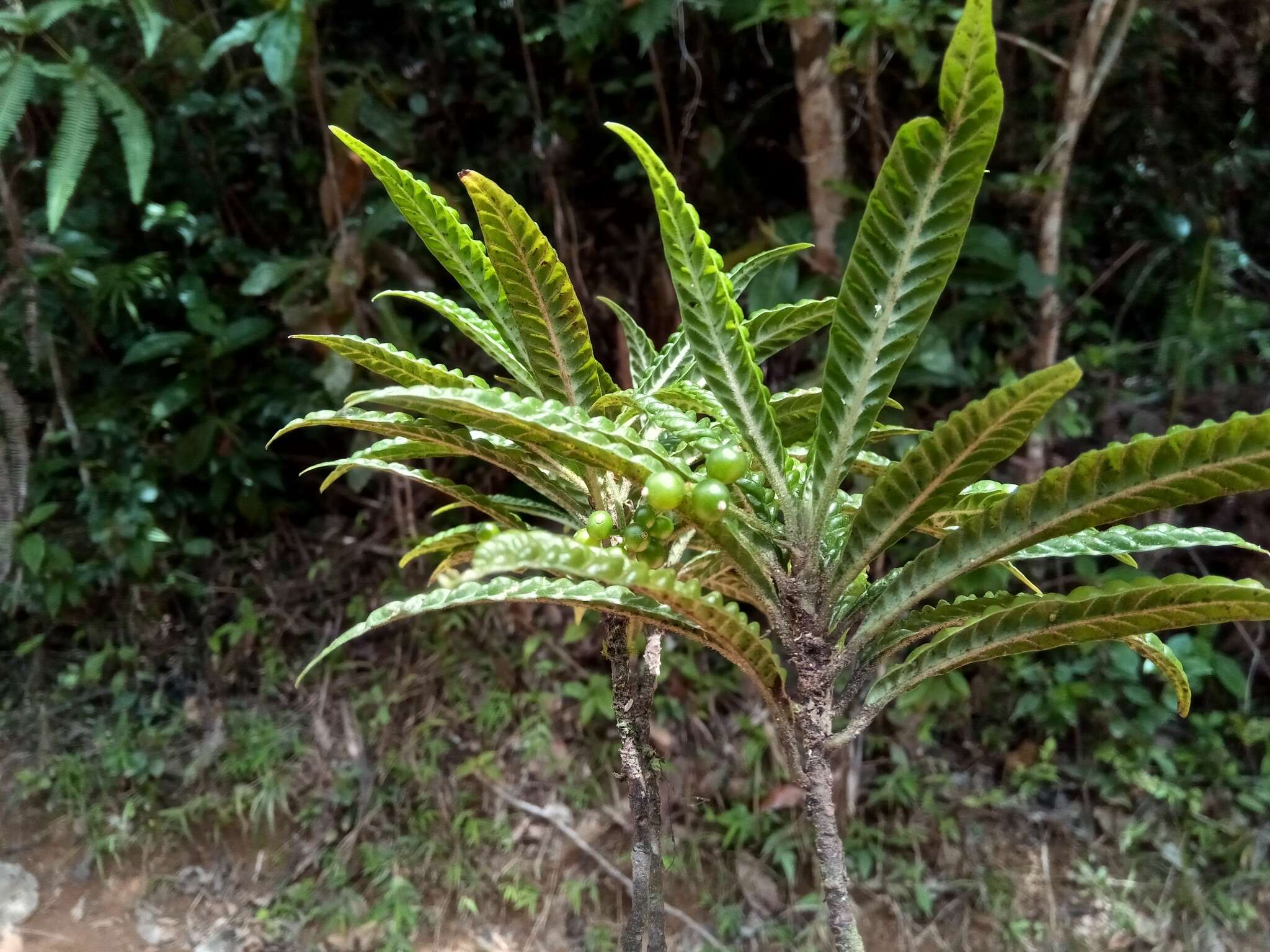 Imagem de Psychotria armandii Razafim. & B. Bremer