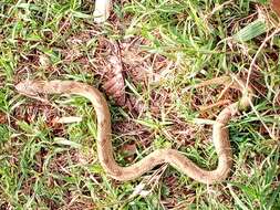 Image of Spotted Night Adder