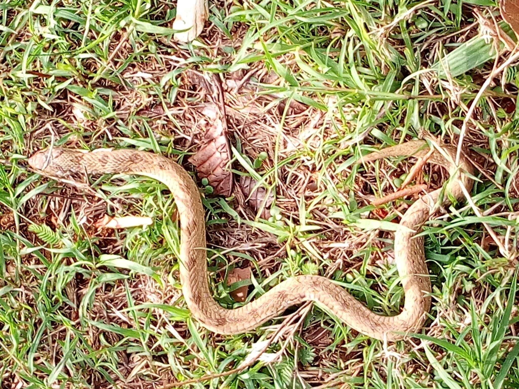 Image of Spotted Night Adder