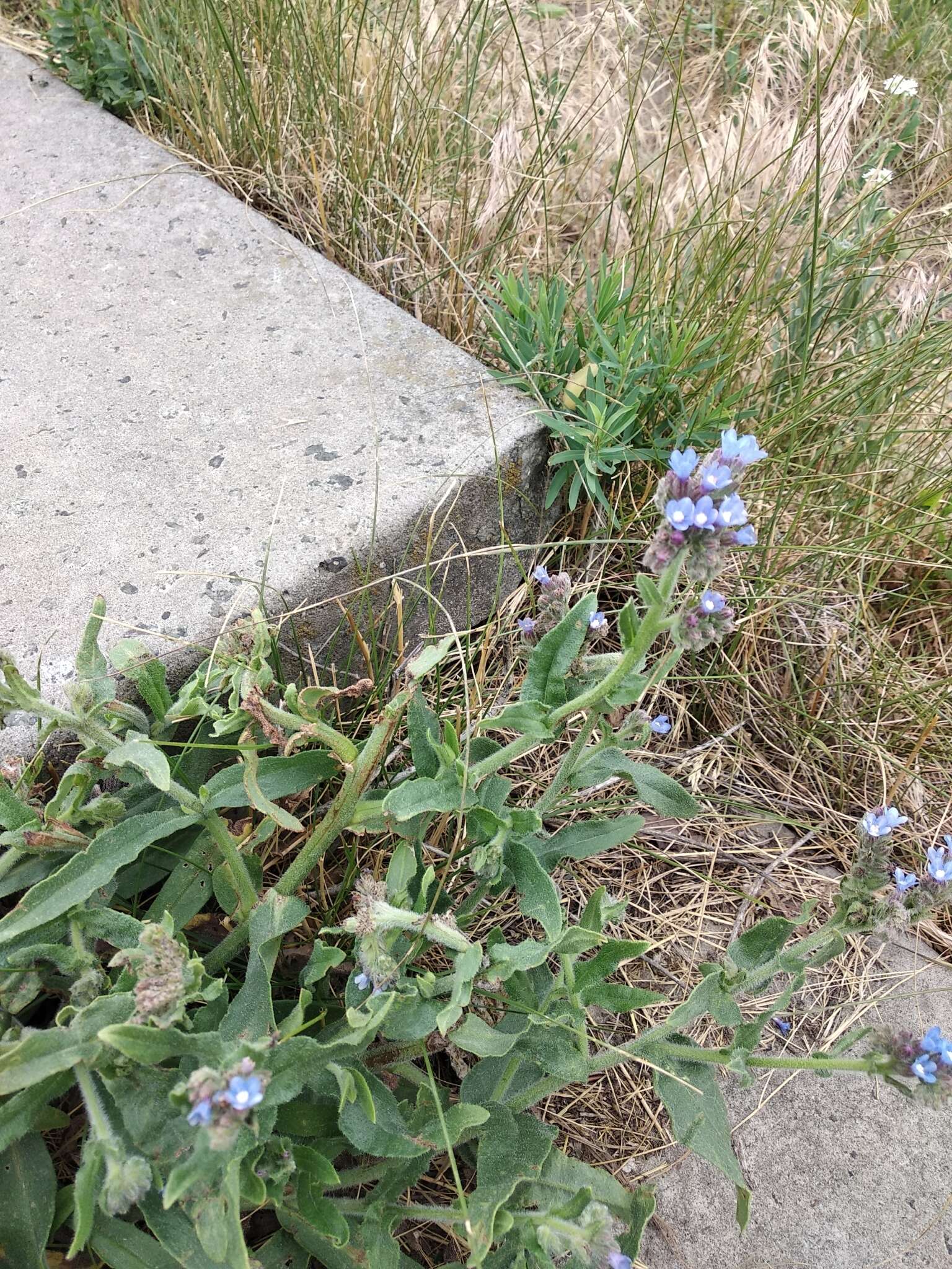 Image of Anchusa procera Bess. ex Link