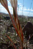 Image of Tritonia flabellifolia var. flabellifolia