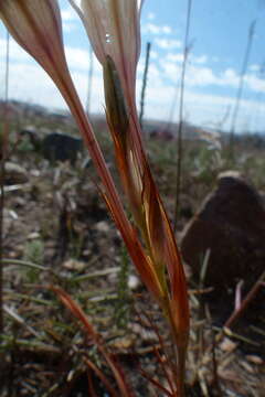 Image of Ruens Fan Triton