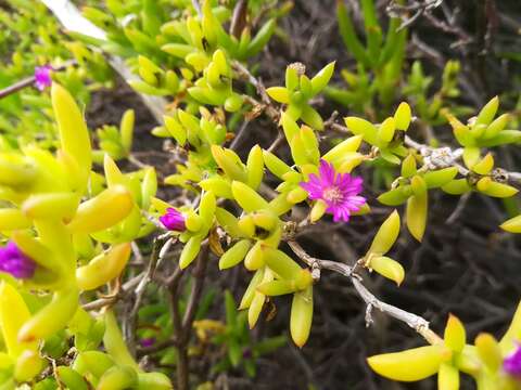 Imagem de Delosperma vernicolor L. Bol.