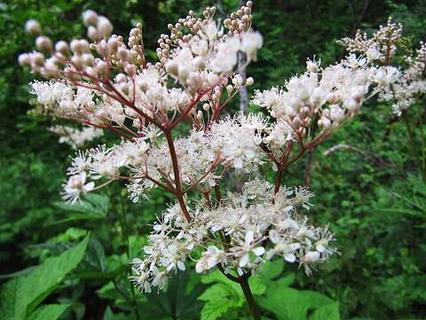 Image of Filipendula palmata (Pall.) Maxim.