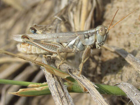 Melanoplus bowditchi Scudder & S. H. 1878的圖片