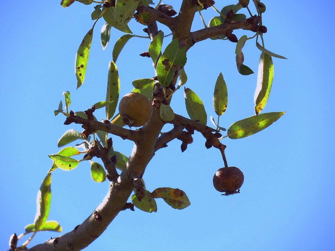 Plancia ëd Pyrus spinosa Forsk.