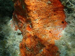 Image of red boring sponge