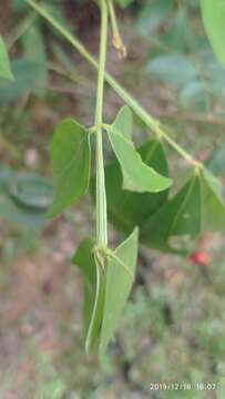 Image of Guioa pleuropteris (Bl.) Radlk.