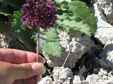 Image of broadleaf wild leek