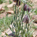 Image of Fritillaria macrocarpa Coss. ex Batt.