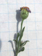 Image of manyflower leastdaisy