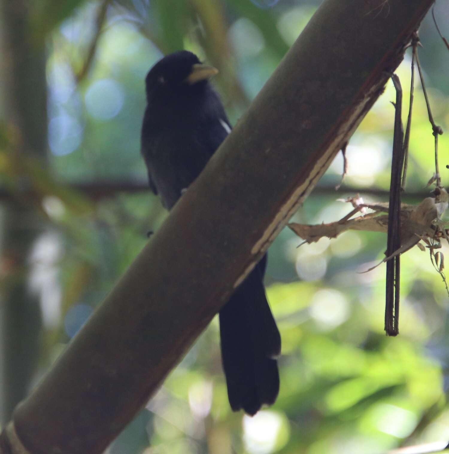 Image of Yellow-billed Nunbird