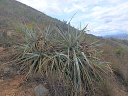 Imagem de Puya bicolor Mez