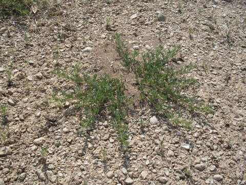 Image of Comanche Peak prairie clover