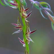 Image of Swamp leek orchid