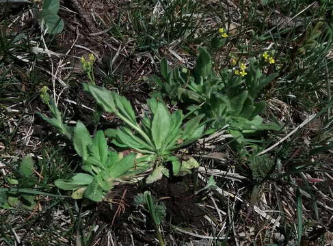 Image of woodland draba