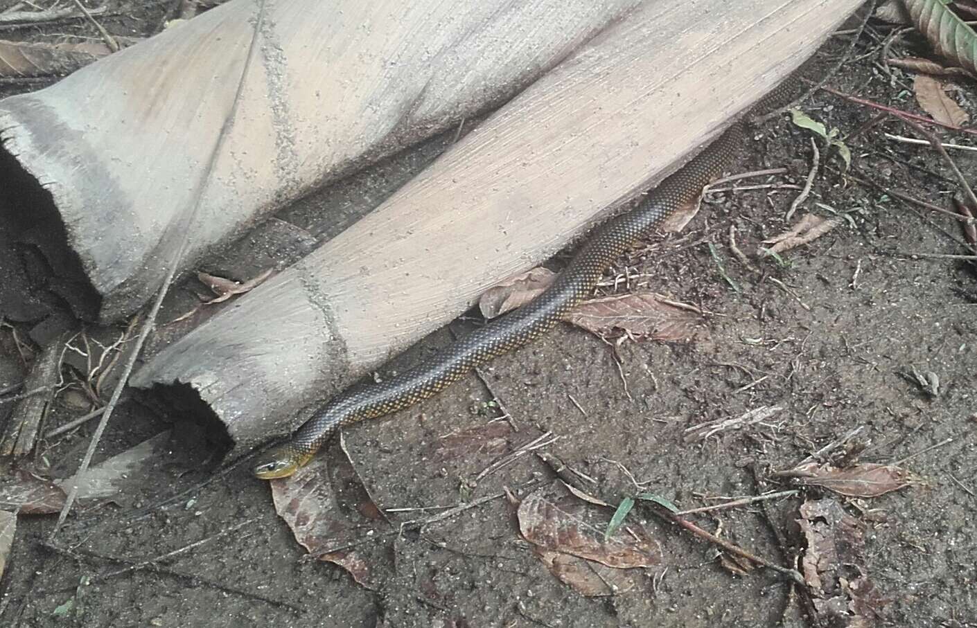 Image of Military ground snake