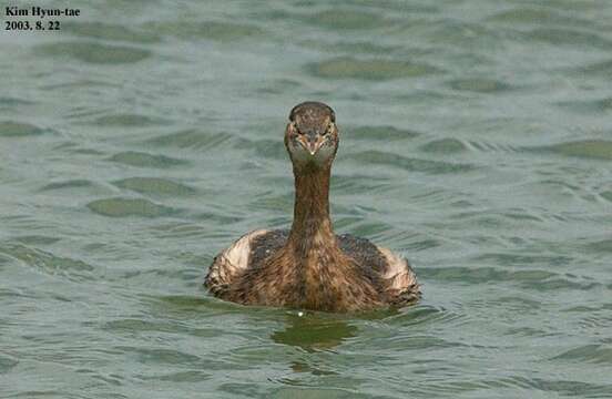 Image of Little Grebe