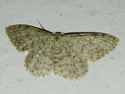 Image de Idaea typicata Guenée 1858