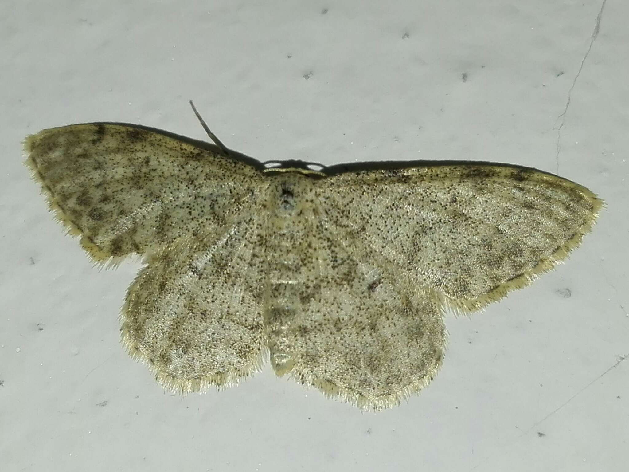 Image de Idaea typicata Guenée 1858