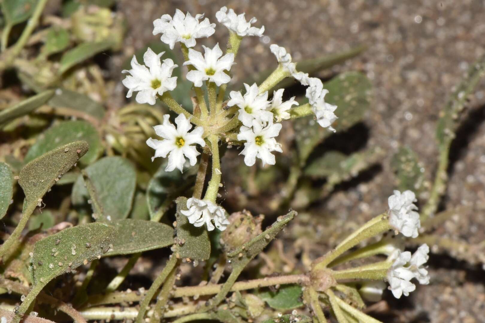 Image of Wyoming Sand Verbena