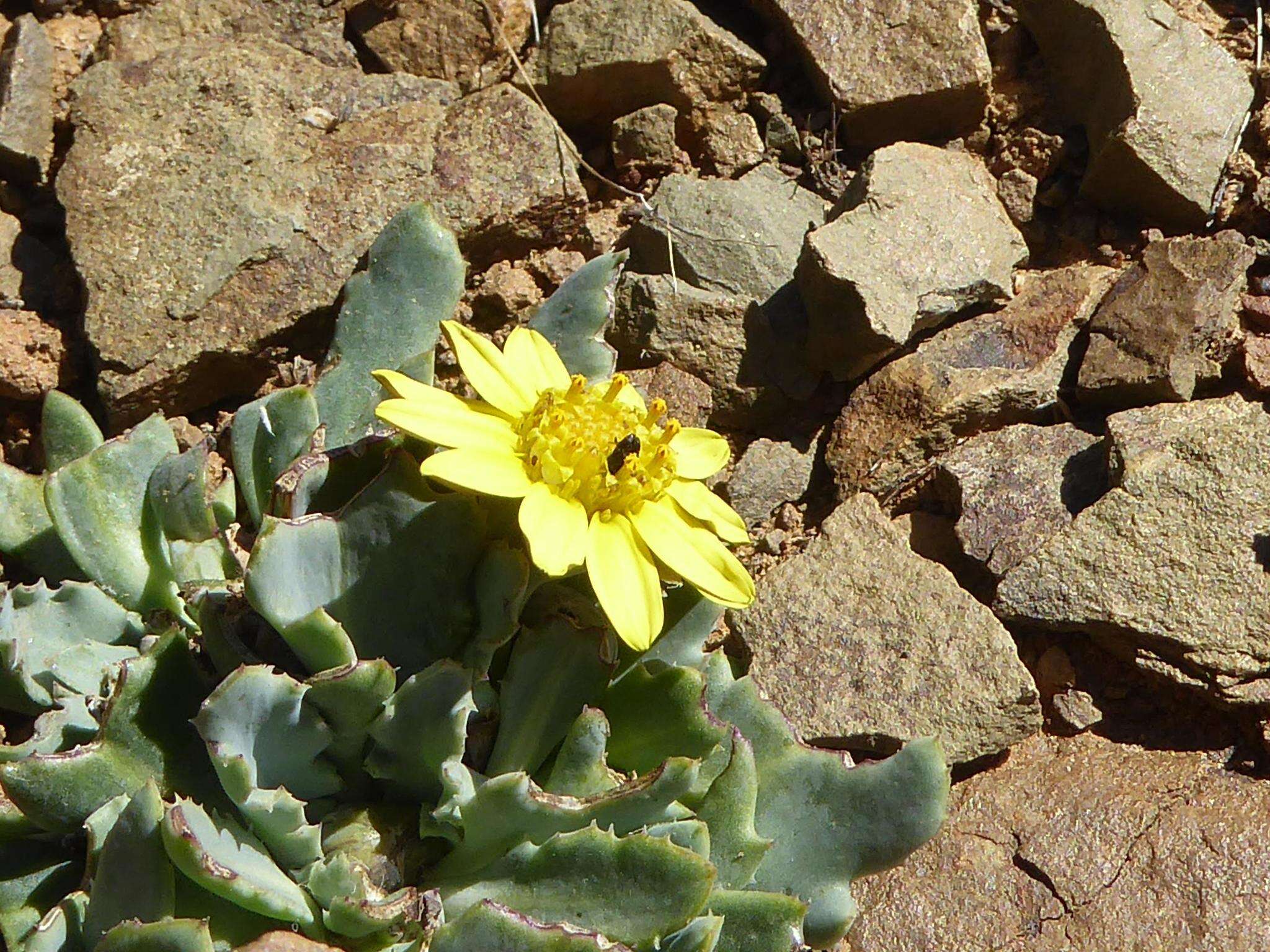 Image of Othonna auriculifolia Licht. ex Less.