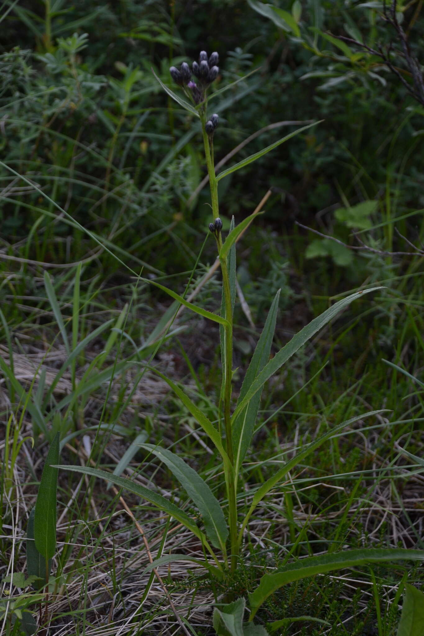 Image of Saussurea nuda var. oxyodonta (Hult.) Worosch.