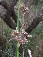 Imagem de Juncus pallidus R. Br.