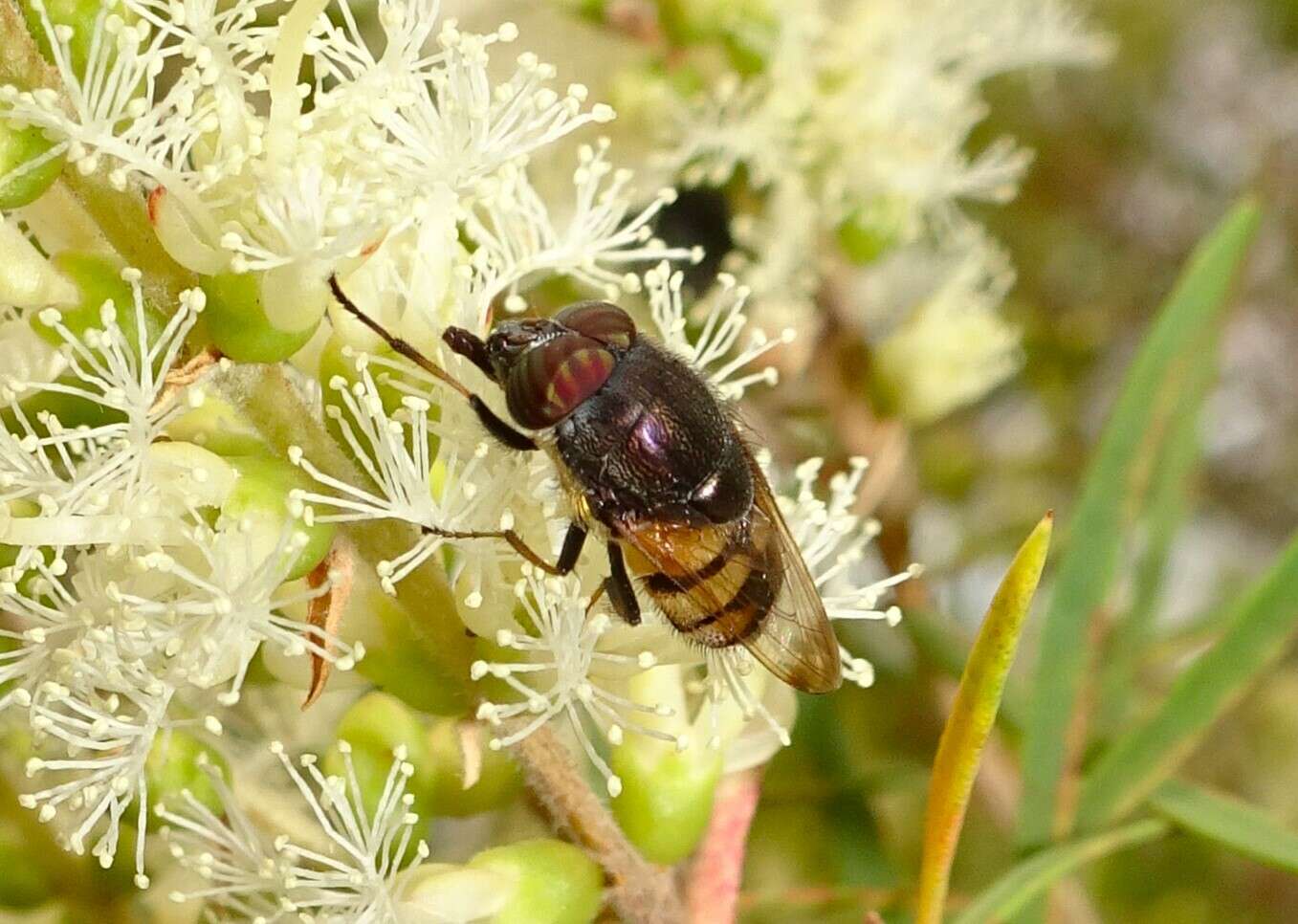 Imagem de Stomorhina discolor (Fabricius 1794)